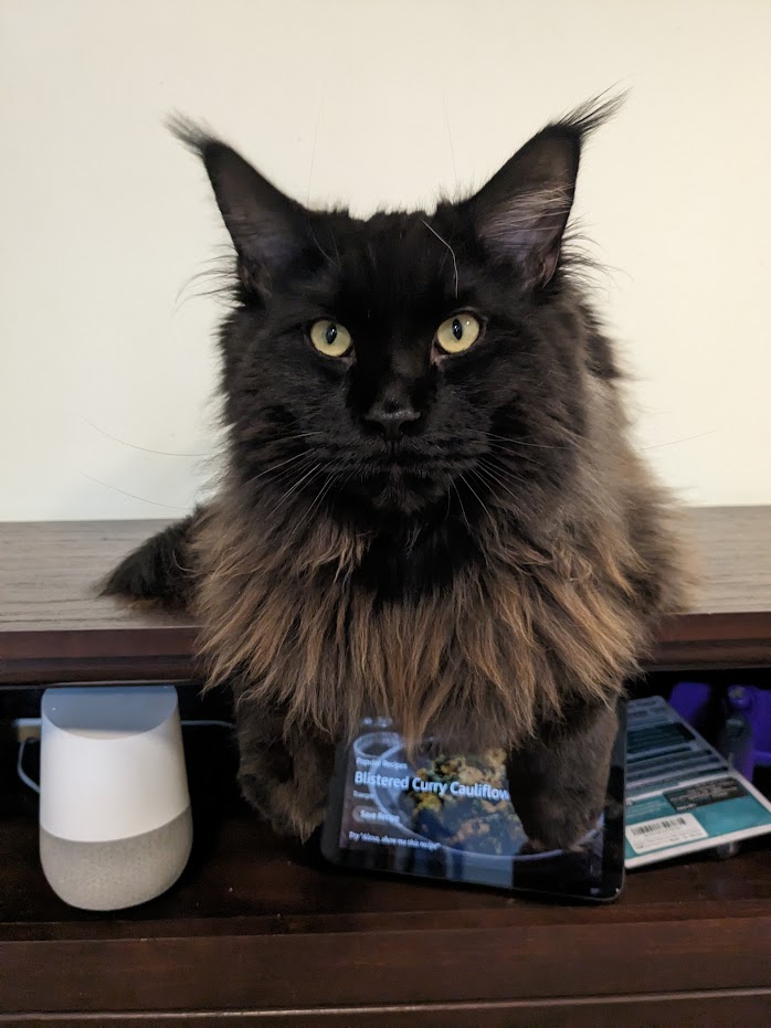 dantethemainecooncat